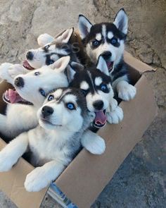 �istokrevn� Husky �t���tka Fci / Vdh-S PP