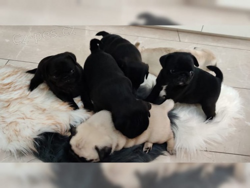  Mops �tenata cistokrevn�  