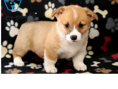 Welsh Corgi, Pembroke k op�tovn�mu nastartov�n�