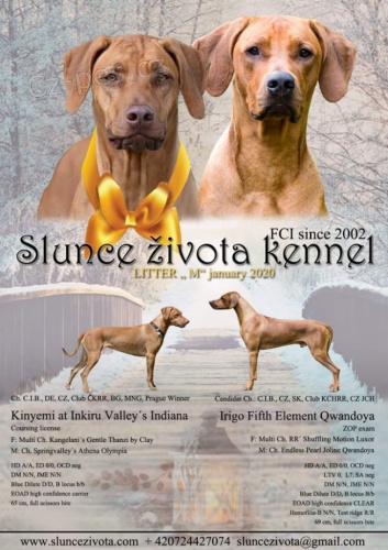 Rhod�sk� ridgeback �t���tka s PP