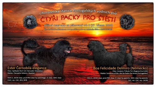 �t�n� Portugalsk� vodn� pes s PP