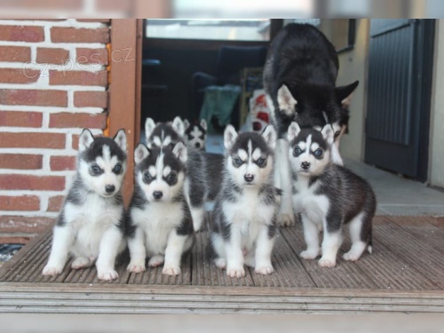 Husky �t�n� Fci / Vdh-Dcnh