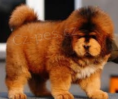 tibetsk�ho mastifa