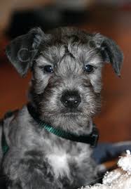 �esk�ho teri�ra