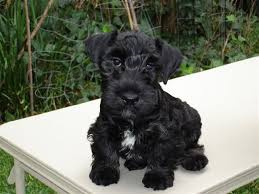 �esk�ho teri�ra