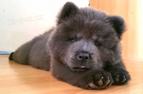 Nyn� k dispozici.Kr�sn� a hrav� �au �au �t��ata jsou k dispozici k adopci.