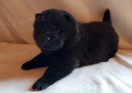 Nyn� k dispozici.Kr�sn� a hrav� �au �au �t��ata jsou k dispozici k adopci