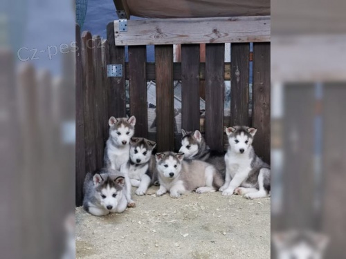 Sibi�sk� husky s VDH / DCNH / FCI od renomovan�ho chovu