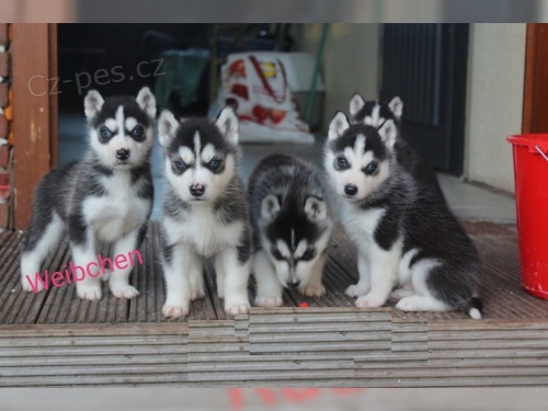 Zdrav� �t���tka sibi�sk�ho husky z v�n�ho chovu VDH / FCI