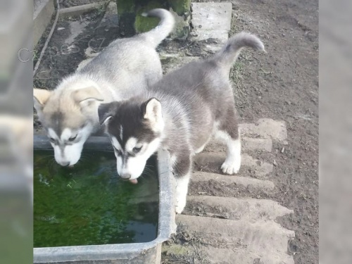 Sibi�sk� Husky roku 2020 s pap�ry VDH / DCNH od renomovan�ho chovu !!