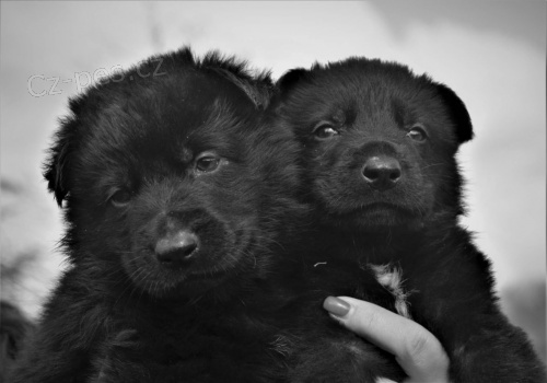 �t���tka n�meck�ho ov��ka s PP