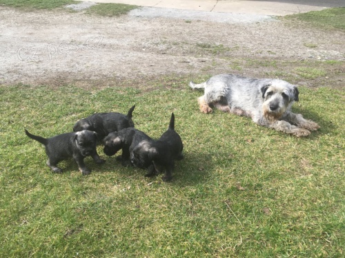 Prod�m �t��ata st�edn�ho kn�ra�e P+S