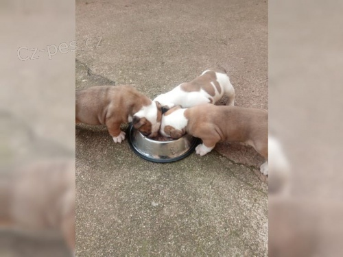 Anglick� buldok �t��ata, psi a feny FCI