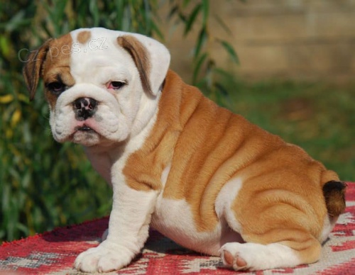  ENGLISH BULLDOG D�RE ZDARMA
