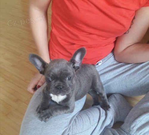 Dotaz k inzeratu nyn� k dispozici, kr�sn� a hrav� �t��ata bosfrancouzsk� buldo�ek samc� a samic k dispozici k adopci 12 t�dn� star� na