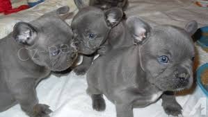 Dotaz k inzeratu nyn� k dispozici, kr�sn� a hrav� �t��ata bosfrancouzsk� buldo�ek samc� a samic k dispozici k adopci 12 t�dn� star� na