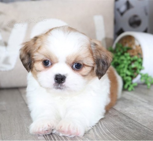 Dotaz k inzeratu nyn� k dispozici, kr�sn� a hrav� �t��ata shihtzu samc� a samic k dispozici k adopci 12 t�dn� star� na