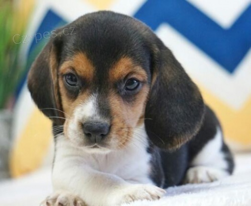 Dotaz k inzeratu nyn� k dispozici, kr�sn� a hrav� �t��ata beagle samc� a samic k dispozici k adopci 12 t�dn� star� na