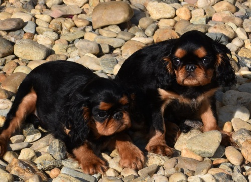 King Charles �pan�l s PP