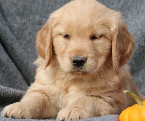 �t��ata zlat�ho retr�vra