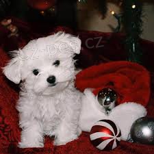 Maltsk� �t��ata