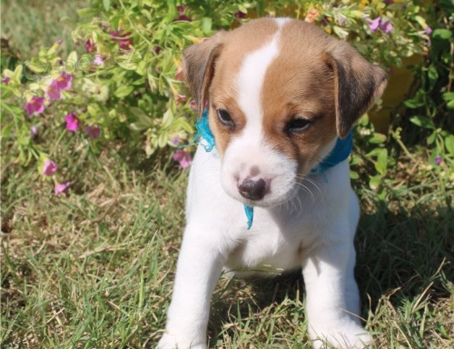 �t��ata Jacka Russella