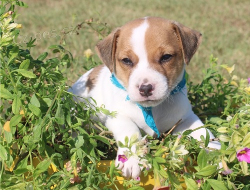 �t��ata Jacka Russella