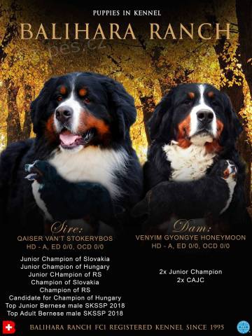 Bernsk� sala�n�cky pes