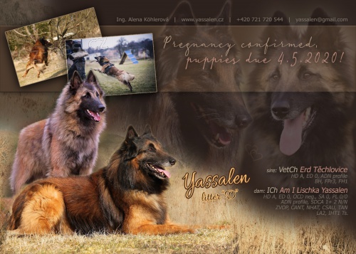  Belgick� ov��k Tervueren - �t���tka s PP