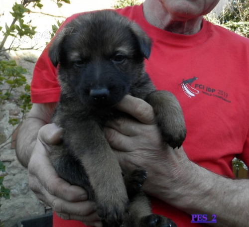 �t��ata n�meck�ho ov��ka s PP