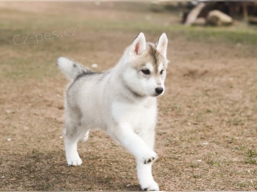 Sibi�sk� husky drobet rodokmen FCI