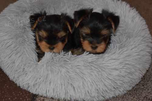 �t�n� York��rsk�ho teri�ra s PP