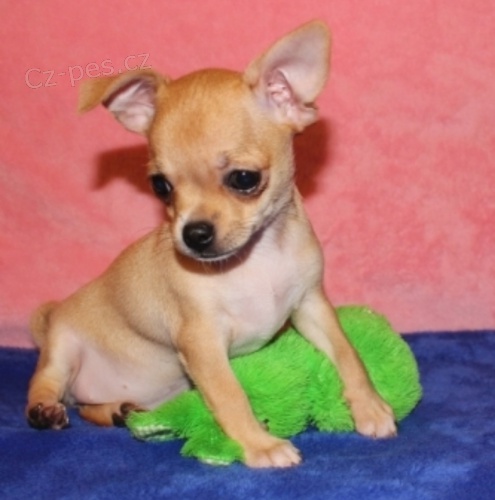 �ivava �t��ata (k dispozici)