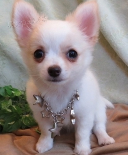 �ivava �t��ata (k dispozici)