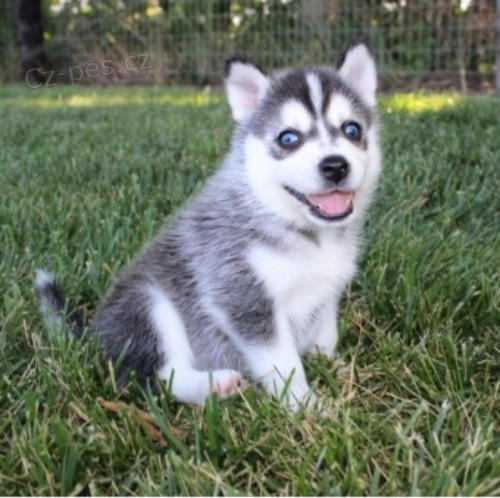 husky �t��ata (k dispozici)