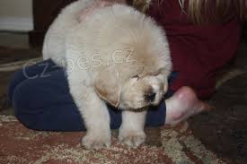 �t��ata tibetsk�ho mastifa (k dispozici)