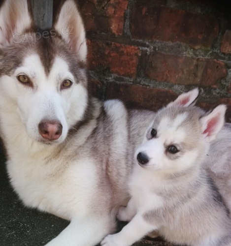 Cistokrevn� Sibirsk�ho husky �tenata s Fci / Vdh-Dcnh