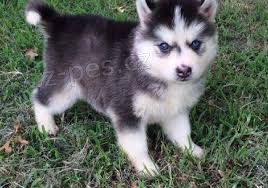 Husky �t��ata