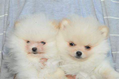 �t��ata �picliansk�ch �pic�