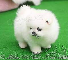 �t��ata �picliansk�ch �pic�