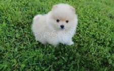 Hra�ka Spitz di Pomania