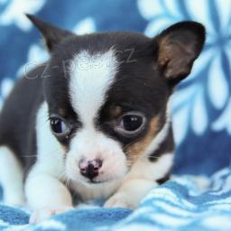 skv�l� �ivava �t��ata pro d�rkov� kontakt s va��m ��slem Whatsapp