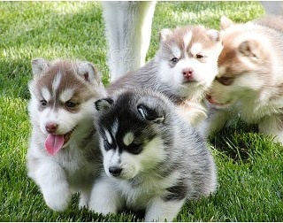 Kr�sn� �t���tka husky 