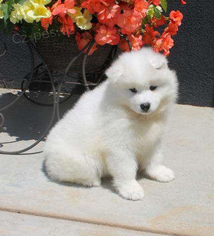 Samojed �t��ata hjgfgdfs