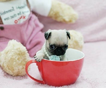 Pug �t��ata (Pug)