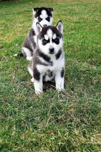 Husky �t��ata jsou k dispozici pro seri�zn� lidi