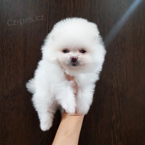 Roztomil� a kr�sn� pomeranian pro adopci zdarma.