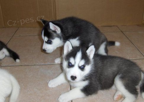 Roztomil� �t���tka husky pro adopci zdarma