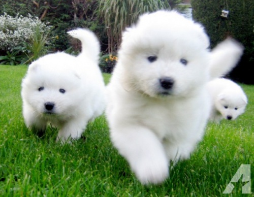 Samojed �t��ata