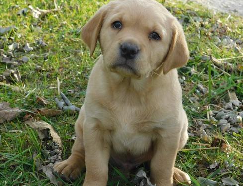 Roztomil� �t�n� labradora na v�s �ek�